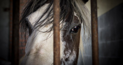 Horse crisis reaches four-year high