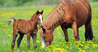 AHT begins equine herpes virus vaccine research