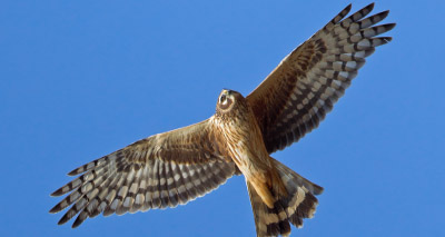 Study 'unlocks potential' of DNA for wildlife crime