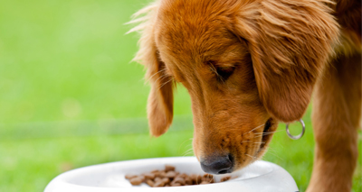 Dog and human microbiomes 'more similar than thought'