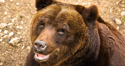 Brown bear death 'a tragic fatality'