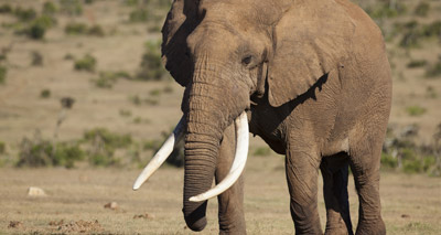 'Zombie' gene may protect elephants from cancer