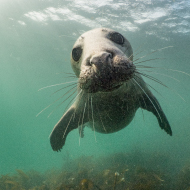 Gray seals clap underwater to communicate, study finds - CNET