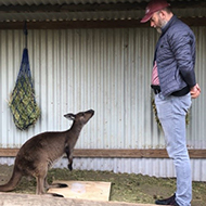 Kangaroos gaze at humans to communicate, study suggests