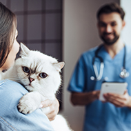 Lady holding a white cat with a vet in front of her