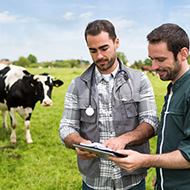 Two vets and cow