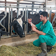 Farm vet with a cow