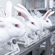 MRCVSonline | Government to debate animal testing petition