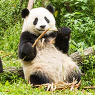 Giant pandas' markings act as camouflage, study finds