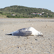Image: A dead bird