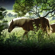 Post anaesthetic equine colic study identifies risks