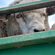 Equine News
