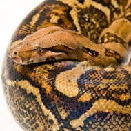 New blood test for deadly snake disease
