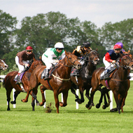 Code aims to reduce the risk of equine disqualification