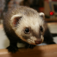 New York considers end to ferret ban