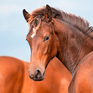Ethiopian equine epidemic to be addressed