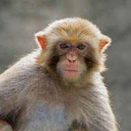 Pet primate registration 