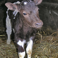 New online database shows calf BVD status
