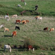 New guide on identifying beef carcases
