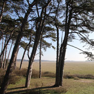 New habitat for important wildfowl species