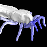 Scientists recreate 410 million-year-old arachnid