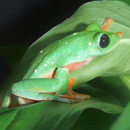 Zoos prevent extinction for many amphibians and reptiles
