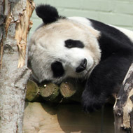 Panda's pregnant pause