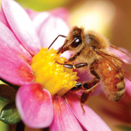 Calls for pesticide ban to save bees
