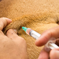 Equine News