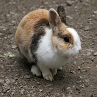 Vets raise concern about lonely pet rabbits