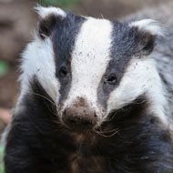 Gloucestershire badger cull ends