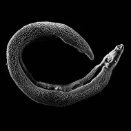 Parasites use Trojan horse tactic