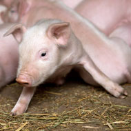 British pig farmers step up biosecurity