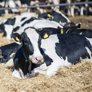 Colostrum and whey may have a role in TB control