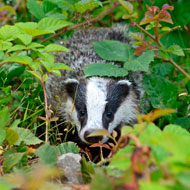 Cull may not reduce TB, chief vet admits