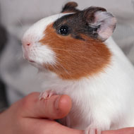 Guinea pigs linked to Strep infection