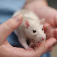 Rat owners warned of infection risk