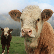 Equine News