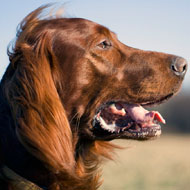 Equine News