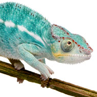 New insights on chameleon colour shifts