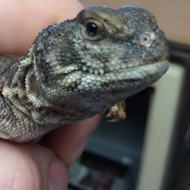 Desert lizard found in Surrey park