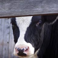 Isolated BSE case confirmed in Ireland
