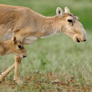 Equine News