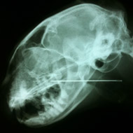Equine News