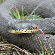 Female snake reproduces without male