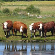Equine News