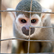 Defra open to ban on keeping primates as pets
