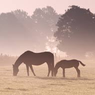 Herpes virus discovered at National Stud