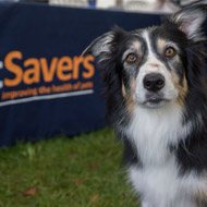 BSAVA supports National Pet Month
