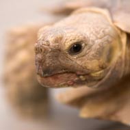 Injured tortoise receives 3D printed shell